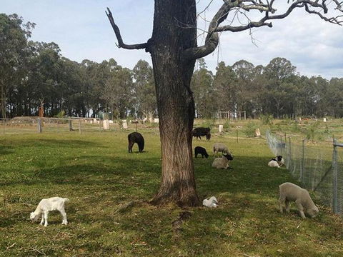 Honeycomb Valley Farm - Accommodation Nelson Bay 2
