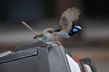 Edgewater Motel Ulladulla - Accommodation Nelson Bay 1