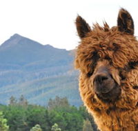 Maydena Mountain Cabins - Accommodation Nelson Bay