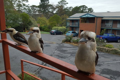 Hepburn Springs Motor Inn - Accommodation Nelson Bay 6
