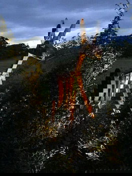 Anderida - Accommodation Nelson Bay 4