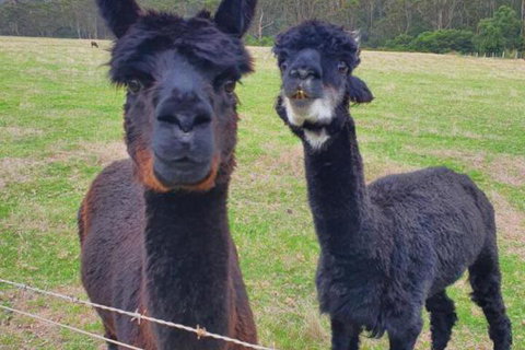 Cinnamon Coloureds Farm Cottages - Accommodation Nelson Bay 6