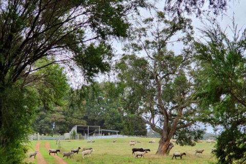 Cinnamon Coloureds Farm Cottages - Accommodation Nelson Bay 7