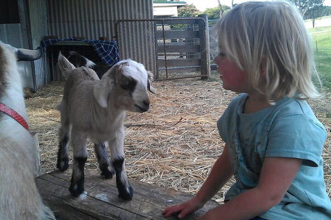 Fernleigh Farmstay & Bike Park - Accommodation Nelson Bay 5