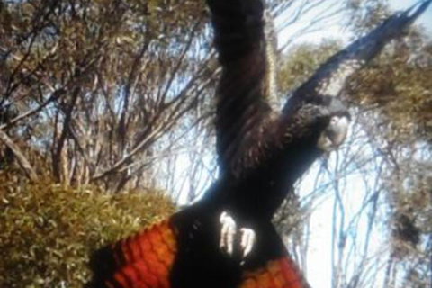 Cooinda Holiday Village - Accommodation Nelson Bay 1