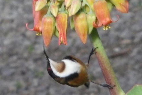 Cooinda Holiday Village - Accommodation Nelson Bay 6