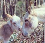 Donkey Tales Farm Cottages - Accommodation Nelson Bay