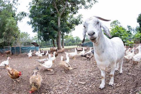 Batchelor Butterfly Farm - Accommodation Nelson Bay 1