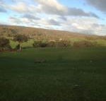 Mancuso Country Cottage Retreat - Accommodation Nelson Bay
