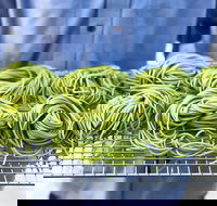 Young Barons - Accommodation Nelson Bay