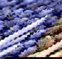 Drum Drum Blueberry Farm - Nelson Bay Accommodation.com