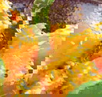 Spice Village - Accommodation Nelson Bay