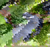 Marcus Hill Vineyard - Accommodation Nelson Bay