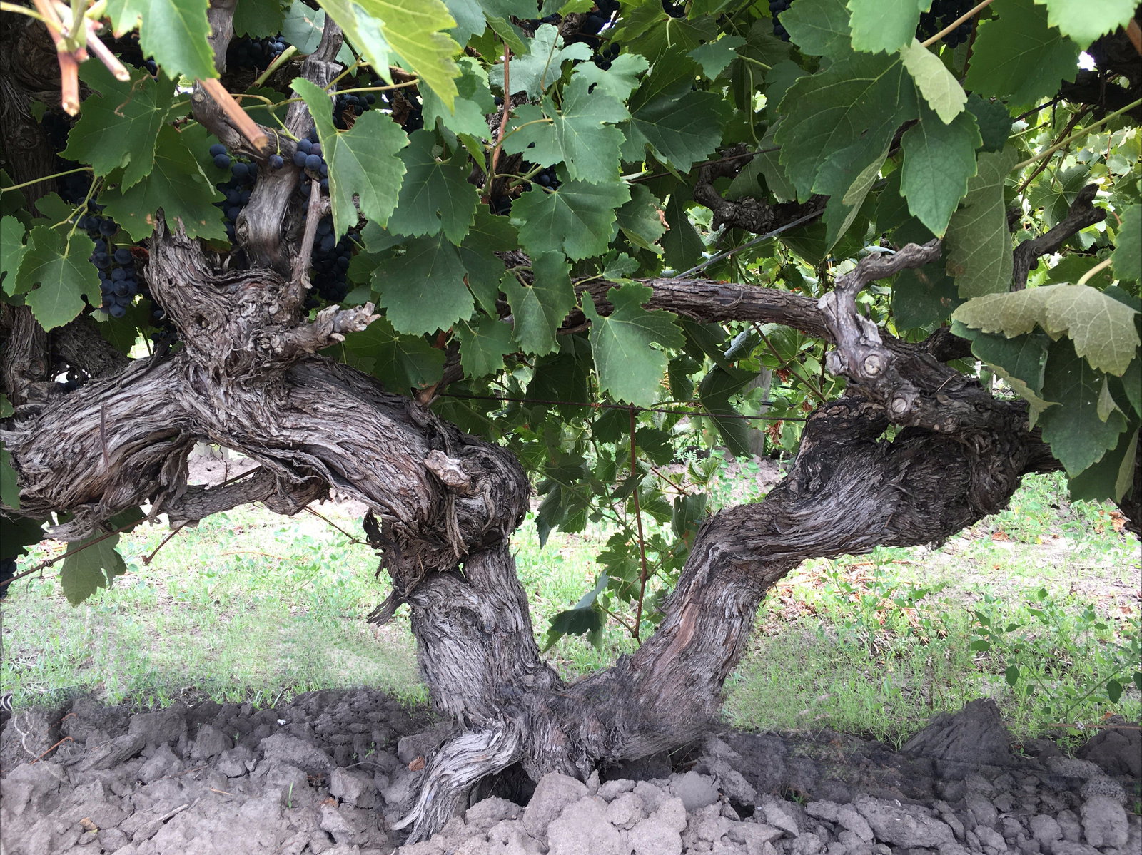 Tatachilla SA Accommodation Nelson Bay