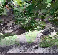 Nick Haselgrove Wines - Accommodation Nelson Bay