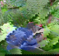 Tuckerberry Hill - Accommodation Nelson Bay