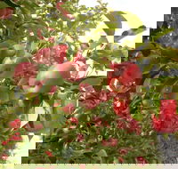 Staples Apples - Nelson Bay Accommodation.com