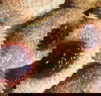 Alphabet Cafe - Nelson Bay Accommodation.com