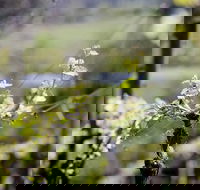 Barrgowan Vineyard - Accommodation Nelson Bay