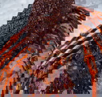 Lobster Shack Tasmania