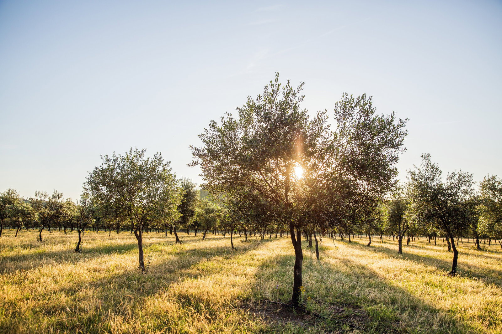 Grattai NSW Nelson Bay Accommodation.com
