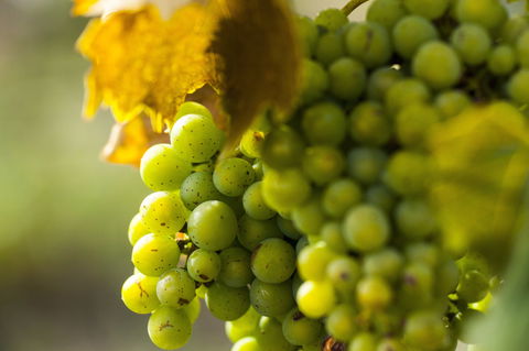 Affleck Vineyard - Accommodation Nelson Bay 0