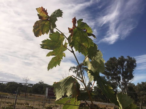 Banca Ridge Cellar Door And Vineyard - Nelson Bay Accommodation.com 0