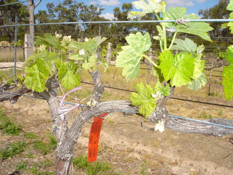 Banca Ridge Cellar Door And Vineyard - Nelson Bay Accommodation.com 1