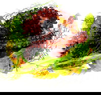 Woodhill Dining - Accommodation Nelson Bay