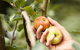 St Ronan's Cider - thumb 0