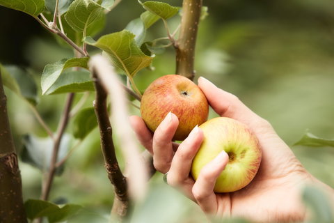St Ronan's Cider - Nelson Bay Accommodation.com 0