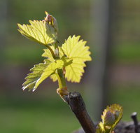 Serengale Vineyard - Nelson Bay Accommodation.com