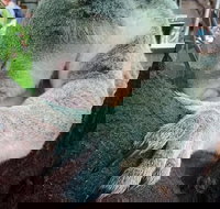 Champagne Bush Tucker Breakfast with the Koalas - Accommodation Nelson Bay