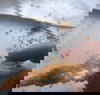 Wild Local Prawns - Accommodation Nelson Bay