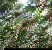 Spirits of Daintree - Accommodation Nelson Bay