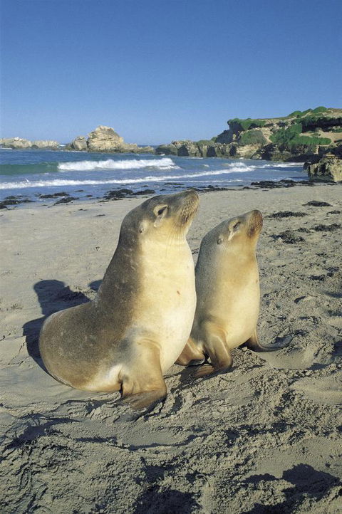 Kangaroo Island Seafront - Nelsons Bay Accommodation 40