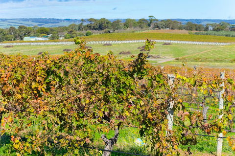 Sun & Surf Aldinga Beach Apartment - Accommodation Nelson Bay 15