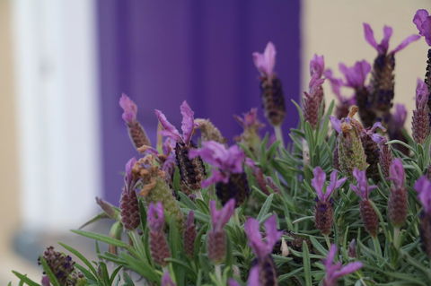 The Purple Door On Seaview - Nelsons Bay Accommodation 0