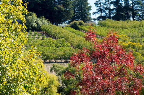 The Manor Basket Range - Accommodation Nelson Bay 16