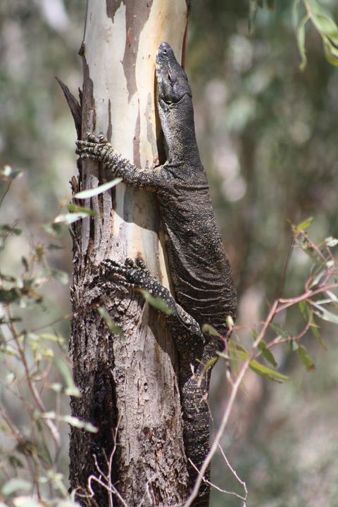 Rabbiters Hut - Accommodation Nelson Bay 30