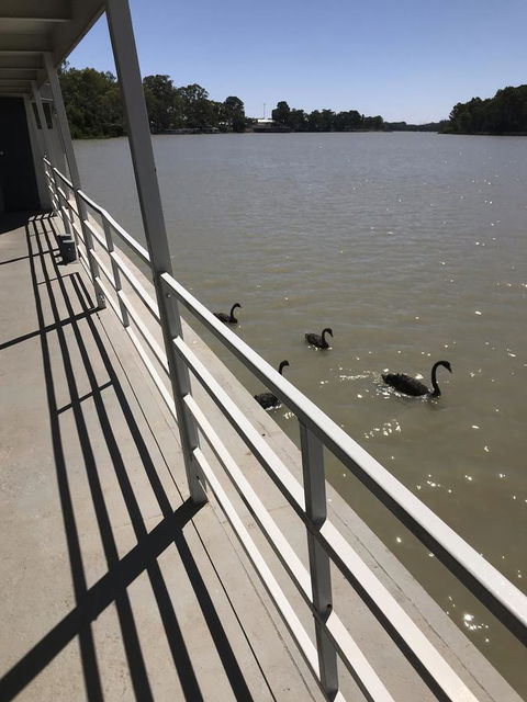 Murray River Queen - Nelsons Bay Accommodation 7
