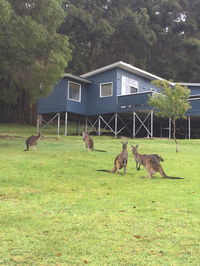 Book Denmark Accommodation Vacations Accommodation Nelson Bay Accommodation Nelson Bay
