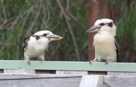 Riverview Tourist Park - Accommodation Nelson Bay 27