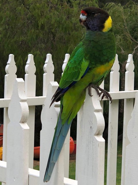 Riverview Tourist Park - Accommodation Nelson Bay 20