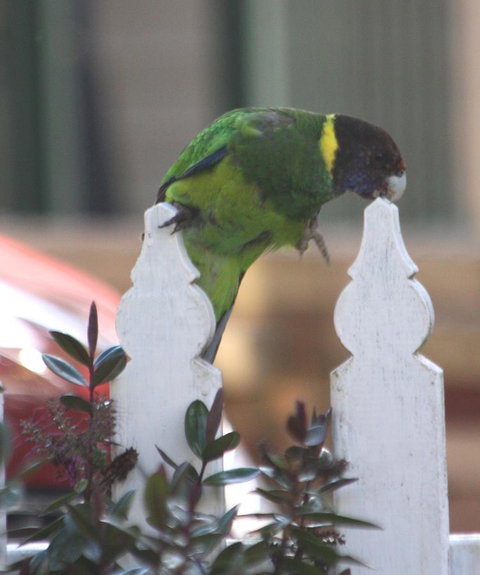 Riverview Tourist Park - Accommodation Nelson Bay 35