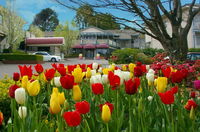 Book Leura Accommodation Vacations Accommodation Nelson Bay Accommodation Nelson Bay