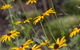 Nesuto Leura Gardens (formerly Waldorf Leura Gardens Resort) - thumb 15