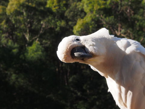 Bundle Hill Cottages - Accommodation Nelson Bay 1