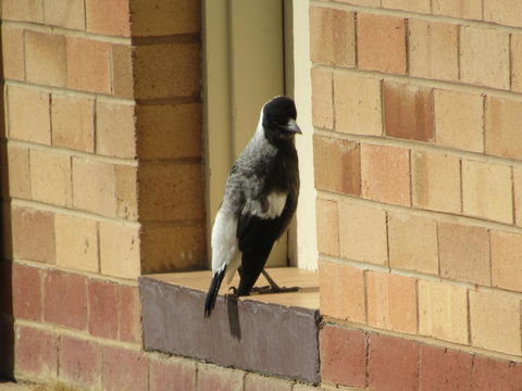 Allonville Gardens Motel - Accommodation Nelson Bay 34