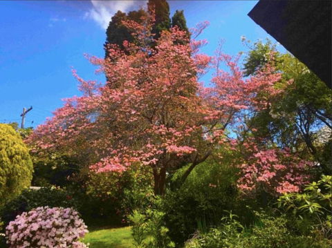 Dangal Gardens - Nelson Bay Accommodation.com 27